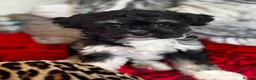 Malshi dogs for sale: Little Puppy - Advert 5