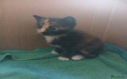Mixed Breed cats for sale: Beautiful kittens  - Image 5