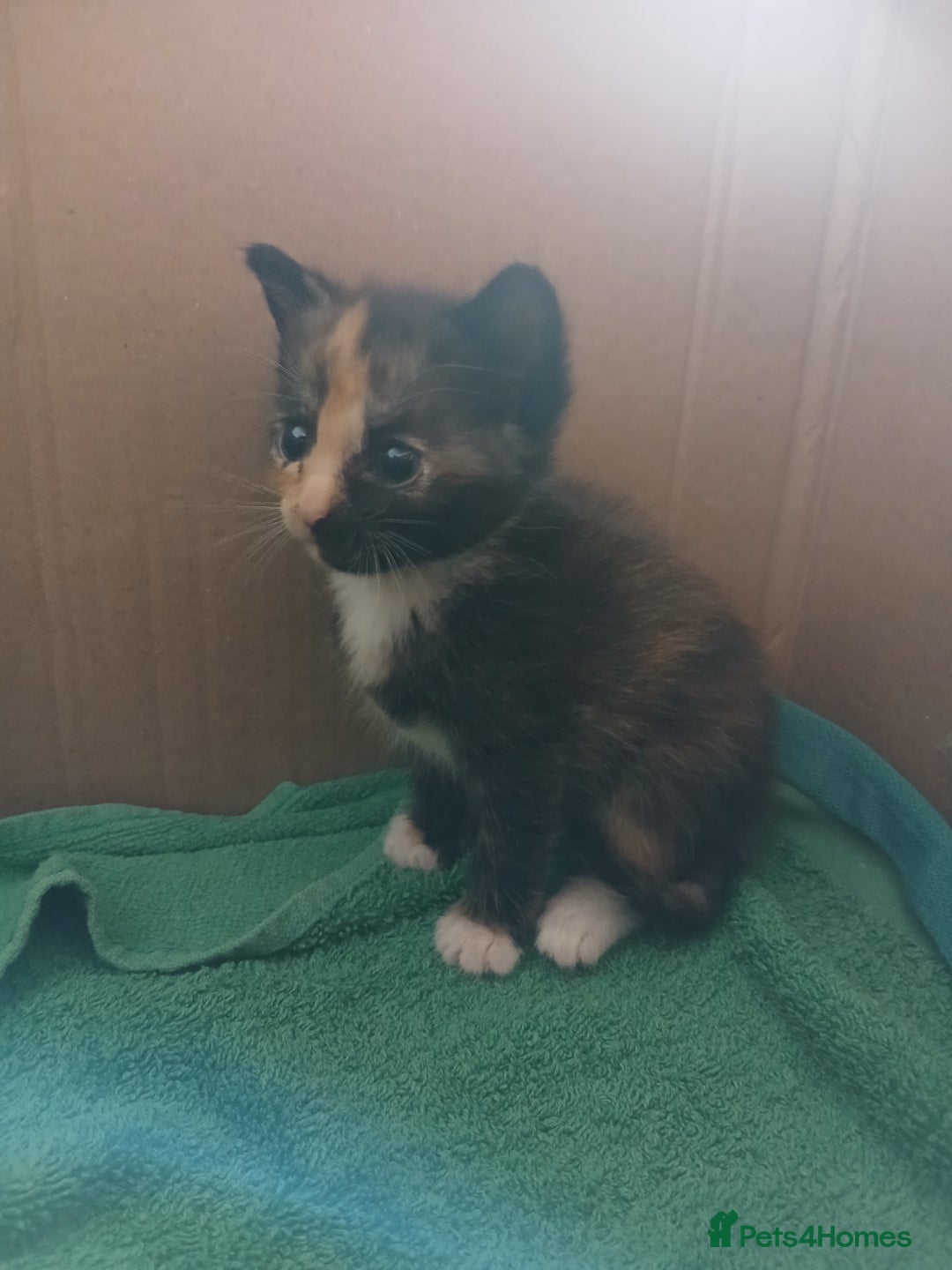 Mixed Breed cats for sale: Beautiful kittens  - Image 5