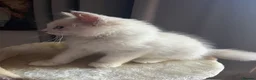 Ragdoll cats for sale: ❤️ Gorgeous ragdoll kittens ready now  ❤️ - Advert 22