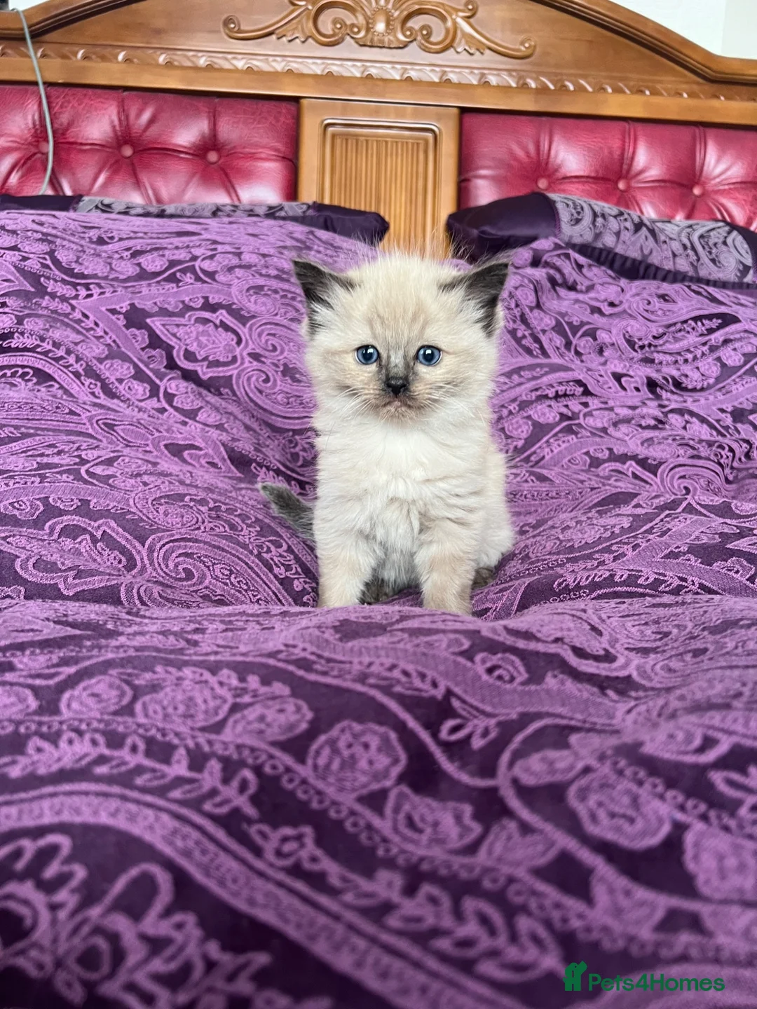 Ragdoll cats for sale: 🥰🥰🥰 - Advert 2