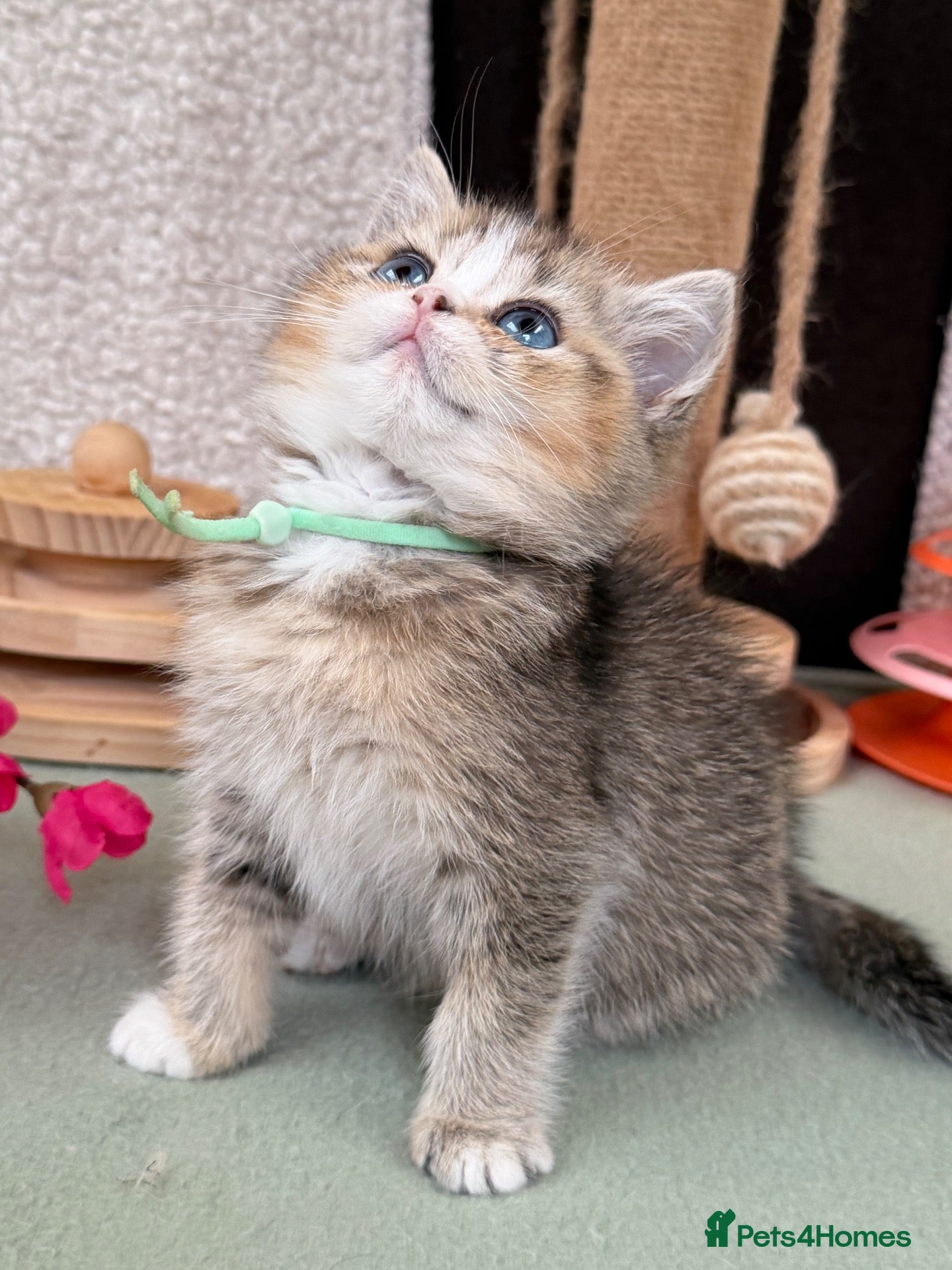 British Longhair cats British short/longhair odd/blue eyed kittens  - Advert 18
