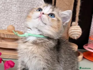British Longhair cats British short/longhair odd/blue eyed kittens - Advert 18