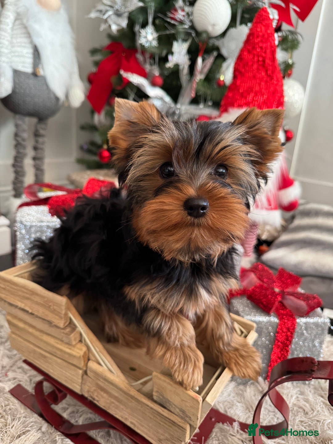 Yorkshire Terrier dogs for sale: Beautiful Pedigree Yorkshire Terrier puppies. - Advert 36