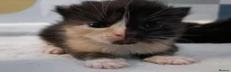 British Shorthair cats for sale: 5 beautiful kittens distinctive markings - Advert 1