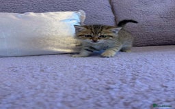British Shorthair cats for sale: 🐾 Gorgeous British Shorthair Kittens 🐾 - Image 12