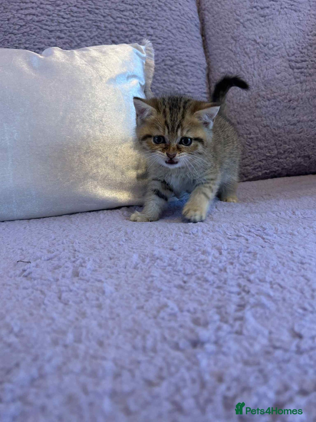 British Shorthair cats for sale: 🐾 Gorgeous British Shorthair Kittens 🐾 - Image 12
