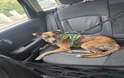 Mixed Breed dogs for sale: Staffy X Whippet - Image 2