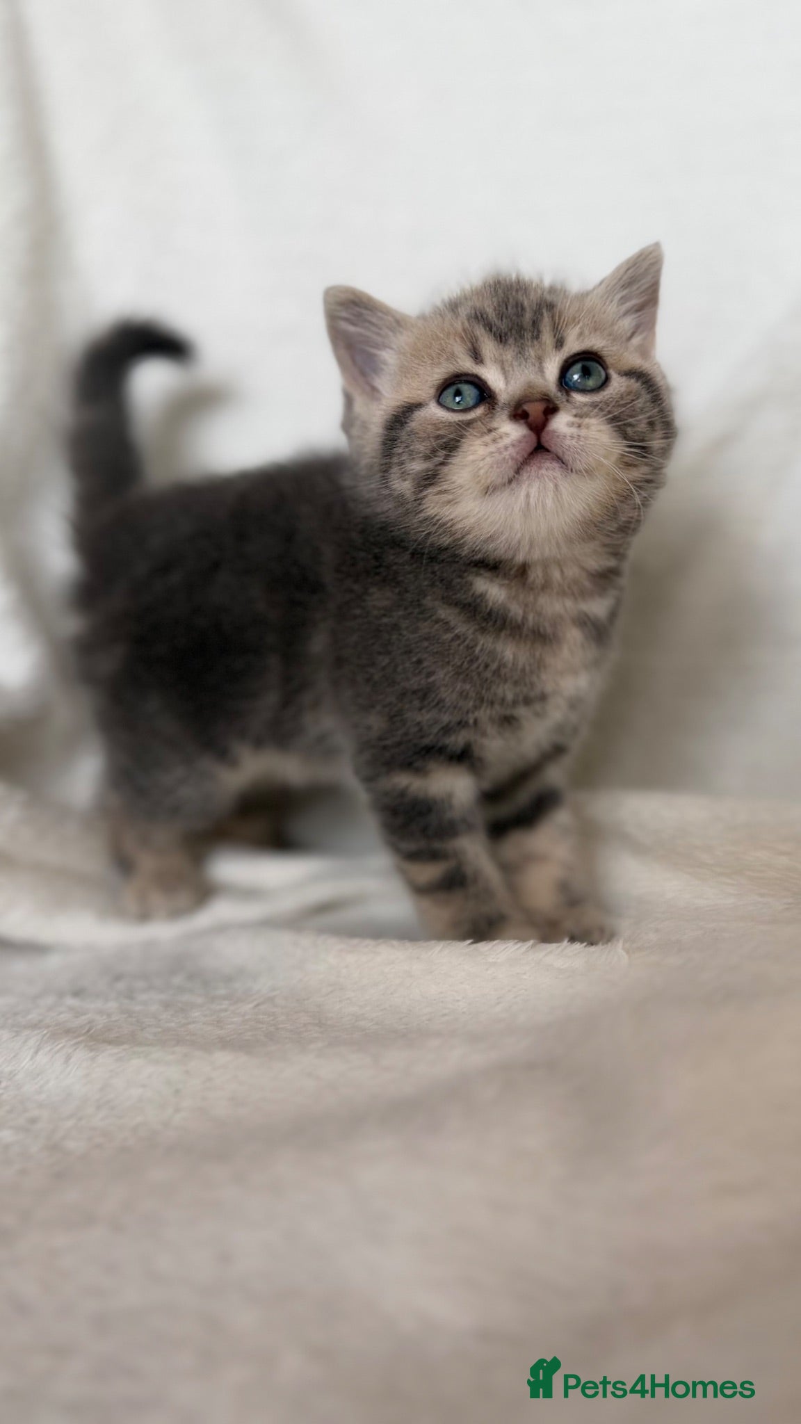 Scottish Fold cats Last 1 boy! - Advert 11