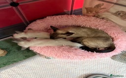Siamese cats for sale: 2 male sealpoint siamese  - Image 7