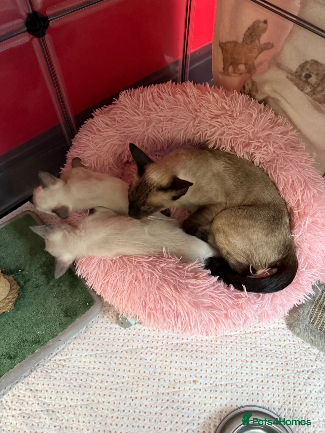 Siamese cats for sale: 2 male sealpoint siamese  - Image 7
