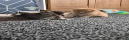 Scottish Fold cats for sale:  Beautiful Scottish fold/scottish straight litter - Advert 9