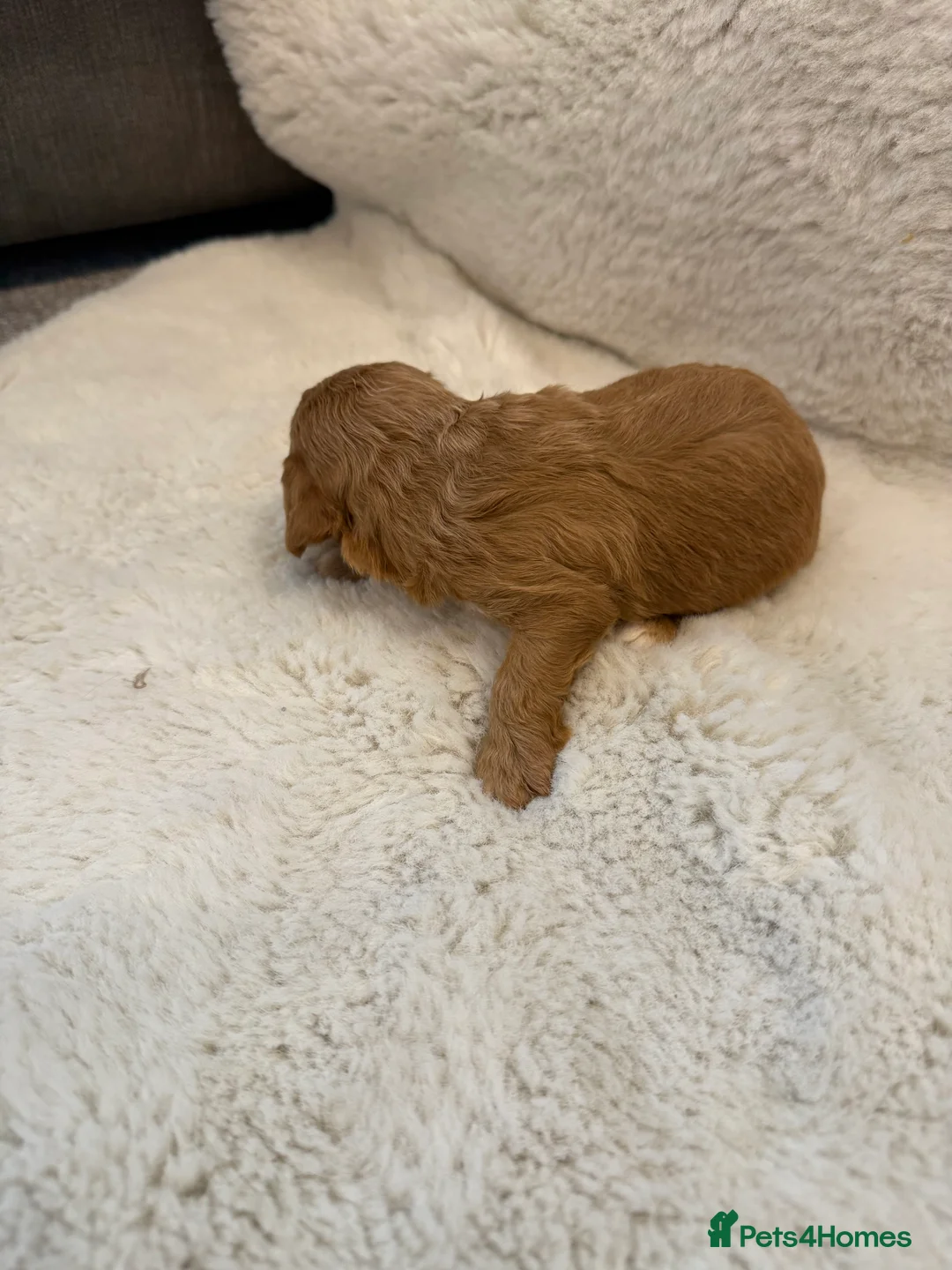 Cockapoo dogs for sale: F1 stunning cockerpoo puppies - Advert 27
