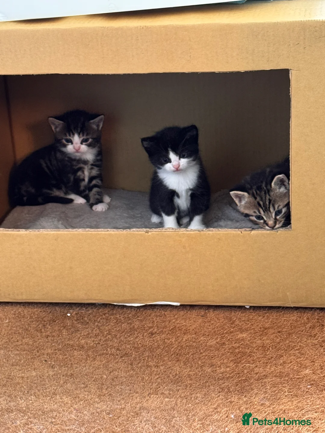 Mixed Breed cats for sale: Kittens for sale £60 in Malton - Advert 1