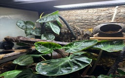 Gecko reptiles for sale: creamsicle lily white crested gecko  - Advert 4