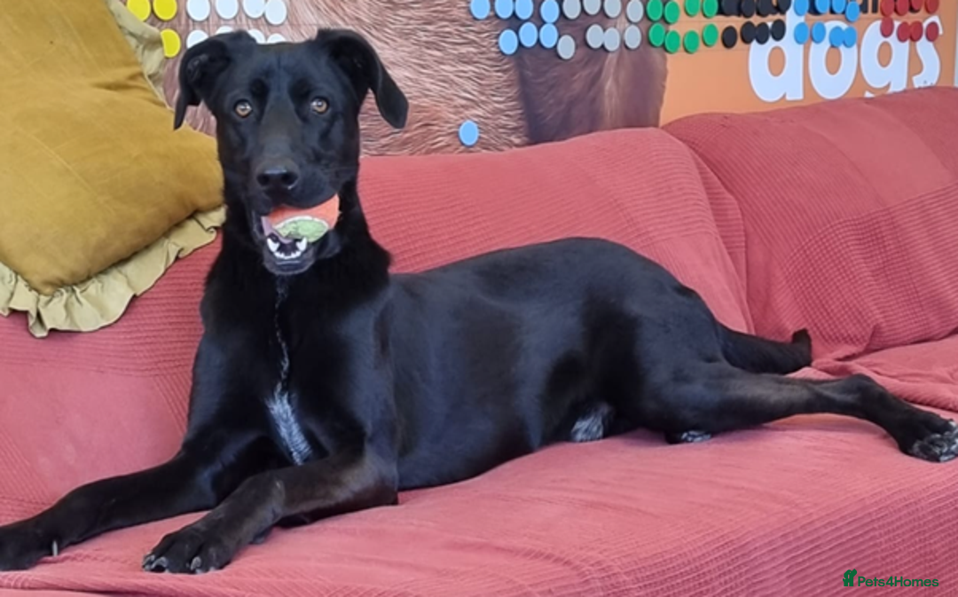 Labrador Retriever dogs for adoption: Prince - Over 4 years looking for his home! - Image 6