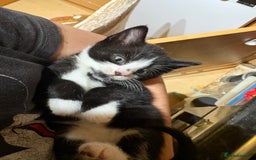 British Shorthair cats for sale: 11 SHORTHAIRED AND LONGHAIRED KITTENS - Image 2