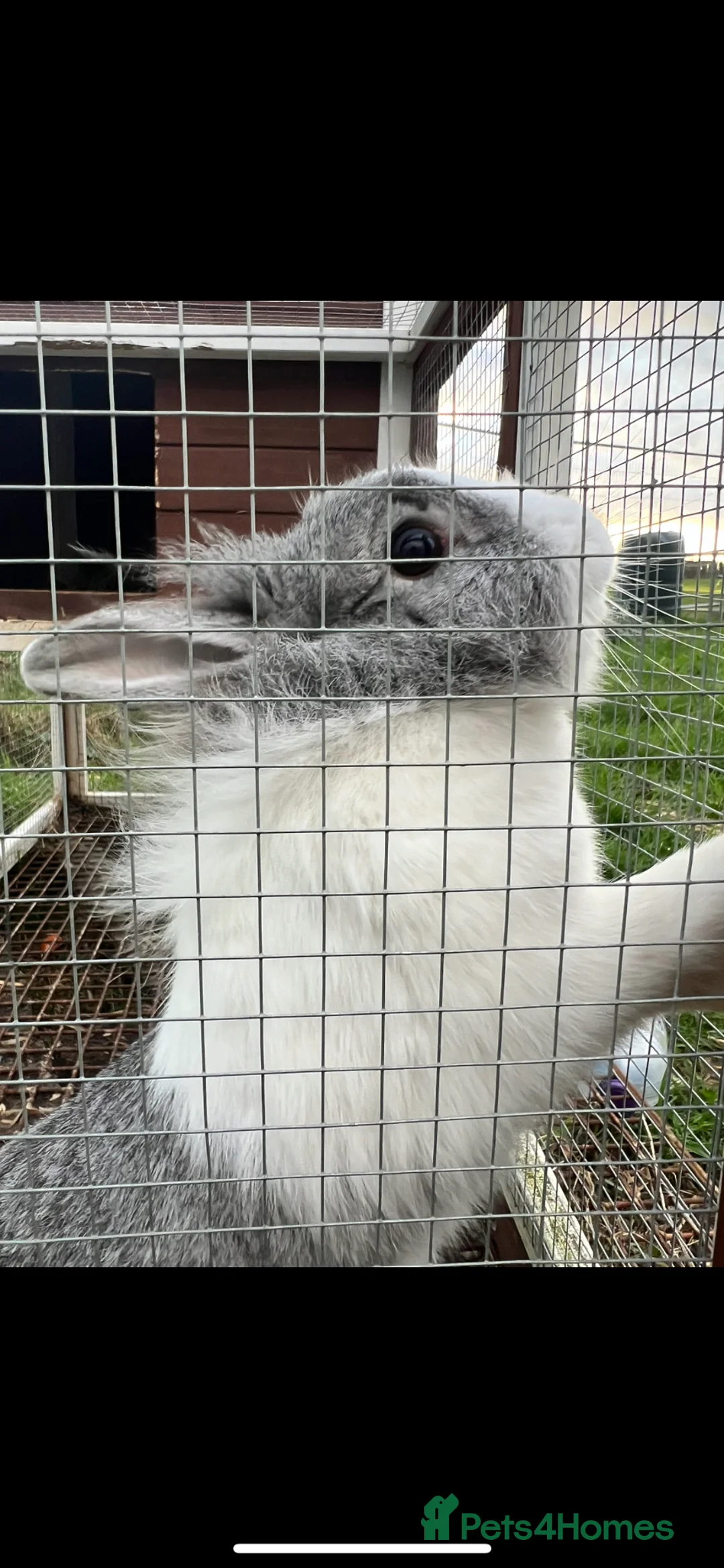 Mixed Breed rabbits for sale: Fluffy and Adorable Female Rabbit for Sale in Newbury - Advert 2