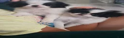 Japanese Chin dogs for sale: Beautiful Japanese Chin puppies - Advert 2