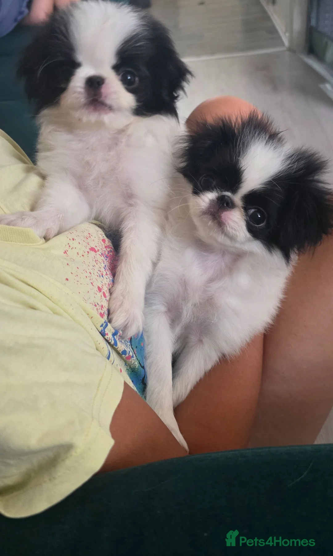 Japanese Chin dogs for sale: Beautiful Japanese Chin puppies - Advert 2