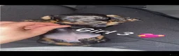 Miniature Dachshund dogs for sale: Miniature dachshund puppies  - Advert 8