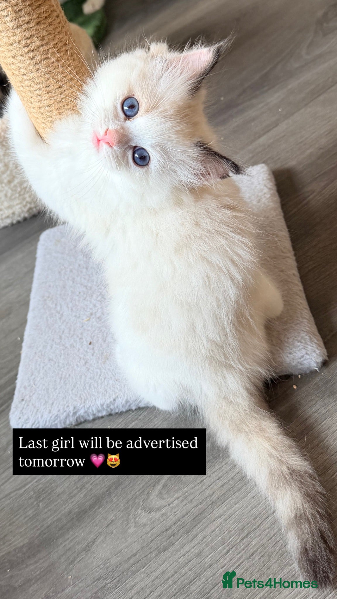 Ragdoll cats GCCF REGISTERED DNA TESTED PARENTS  - Advert 7