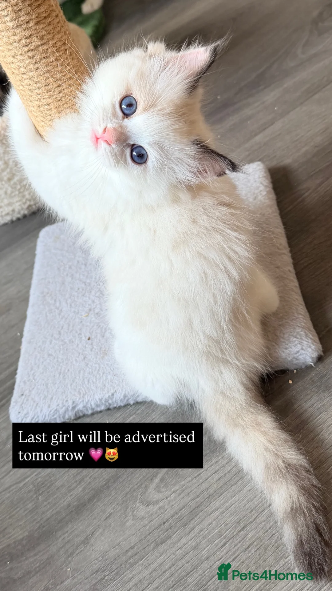 Ragdoll cats for sale: GCCF REGISTERED DNA TESTED PARENTS  - Advert 1