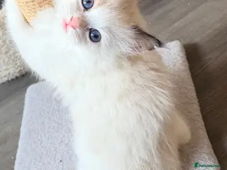Ragdoll cats GCCF REGISTERED DNA TESTED PARENTS - Advert 12