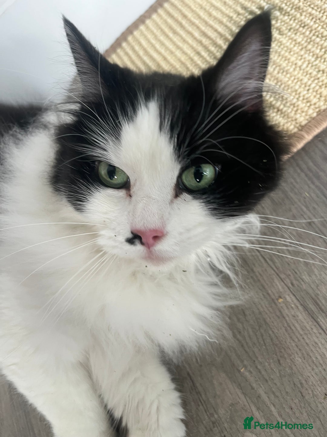 British Longhair cats for sale: Adorable cuddly male cat - Image 1