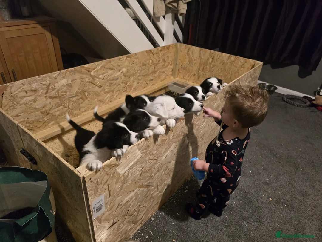 Border Collie dogs for sale: Border collie pups  - Advert 19