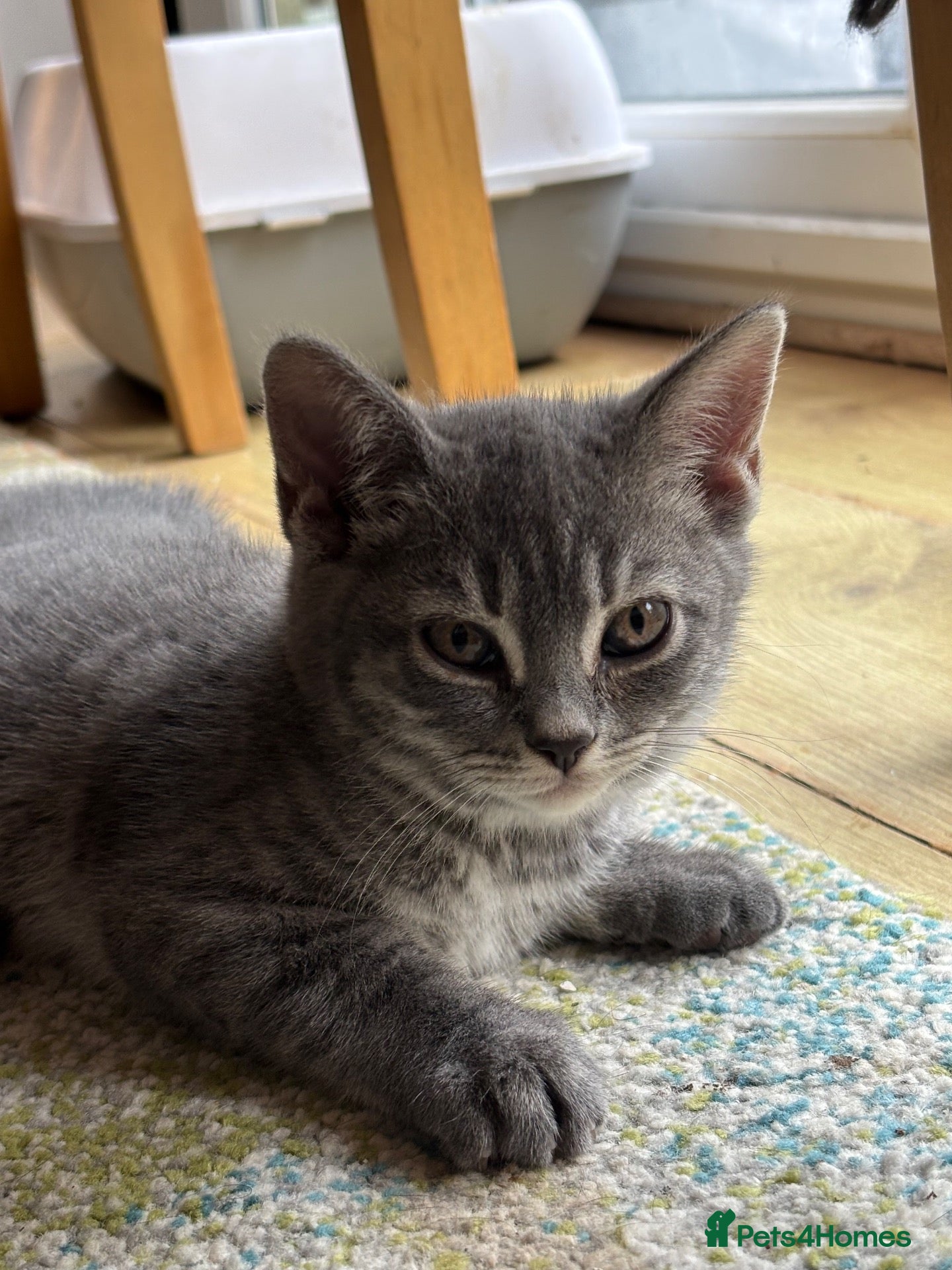 Mixed Breed cats Half bengal half BSH litter  - Advert 2