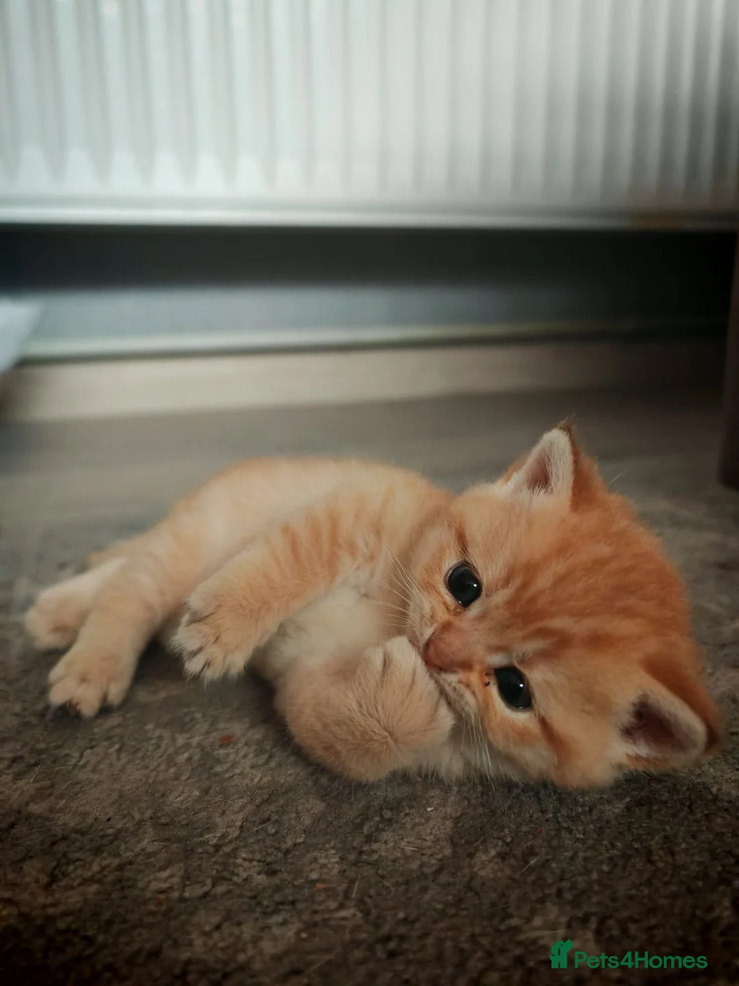 British Shorthair cats for sale: Beautiful British Shorthair Kittens for Sale  - Advert 12