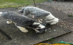 Sheepadoodle dogs for sale: Sheepadoodle Puppies -4 Female, 3 Male - Image 31
