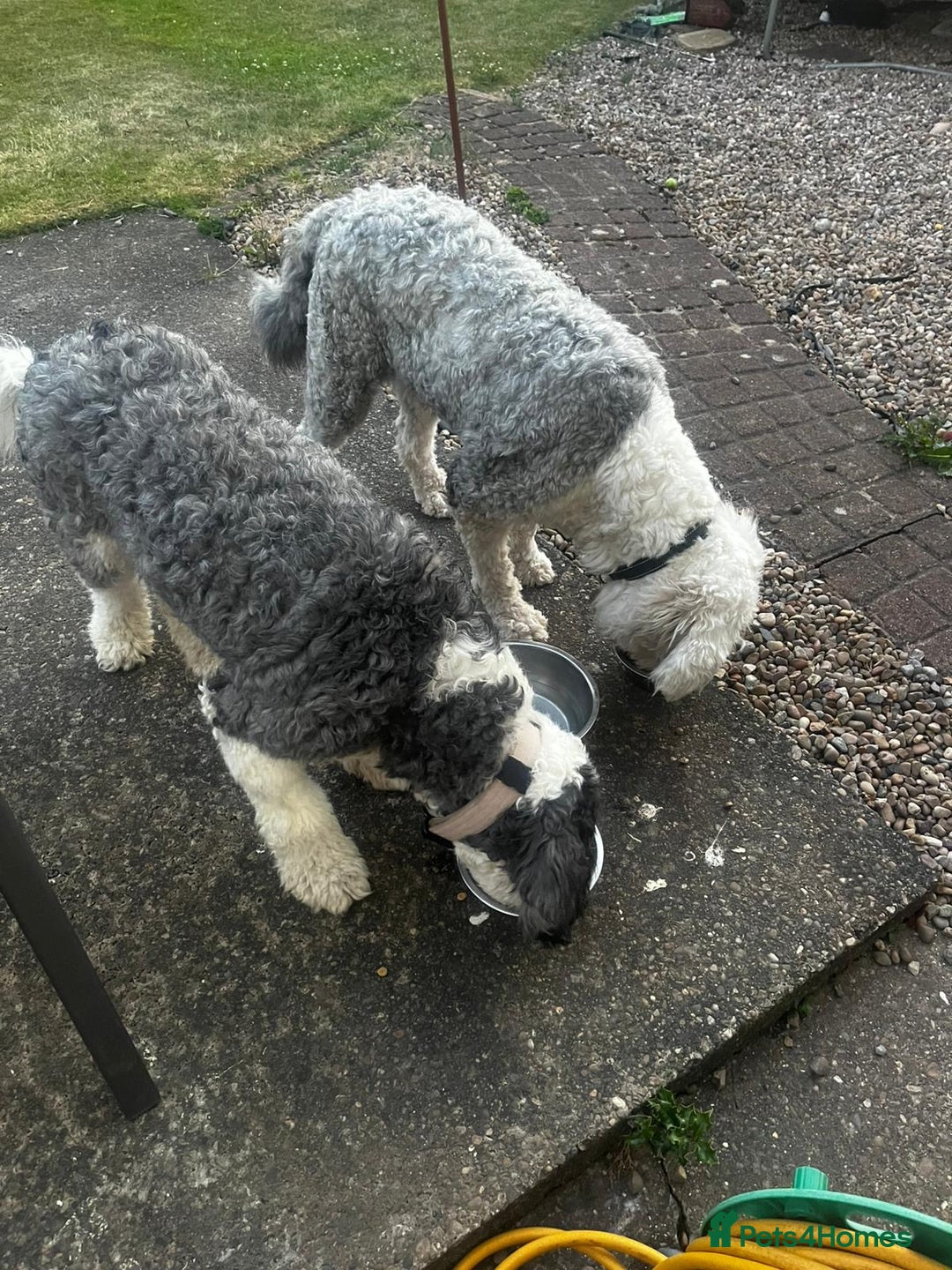 Sheepadoodle dogs for sale: Sheepadoodle Puppies -4 Female, 3 Male - Image 31