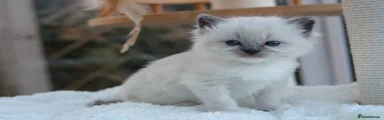 Blue Mitted Girl