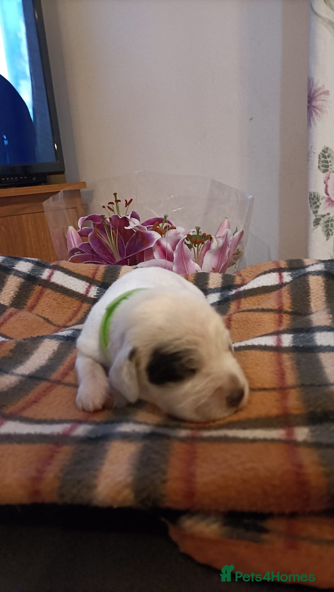 Mixed Breed dogs for sale: Cocker spaniel and terrier hybrid puppies  - Image 5