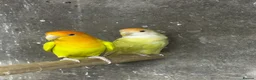 Mixed Breed birds for sale: Birds for sale *read description*  - Advert 6