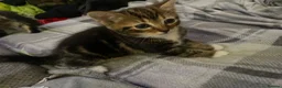 Mixed Breed cats for sale: 4 beautiful kittens  - Advert 12