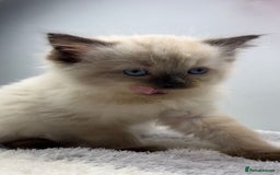 Ragdoll cats for sale: 💙Seal Point Ragdoll × Siberian Boy 💙 - Image 5