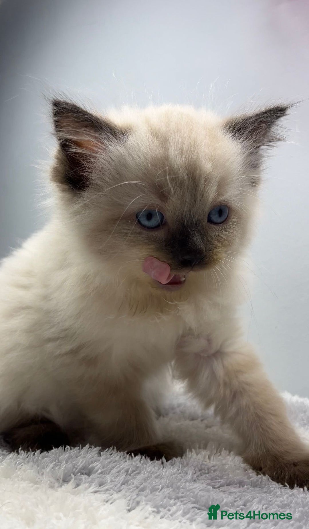 Ragdoll cats for sale: 💙Seal Point Ragdoll × Siberian Boy 💙 - Image 5