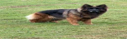 German Shepherd dogs for sale: QUALITY GERMAN SHEPHERD LONG HAIR PUPPIES  - Advert 7