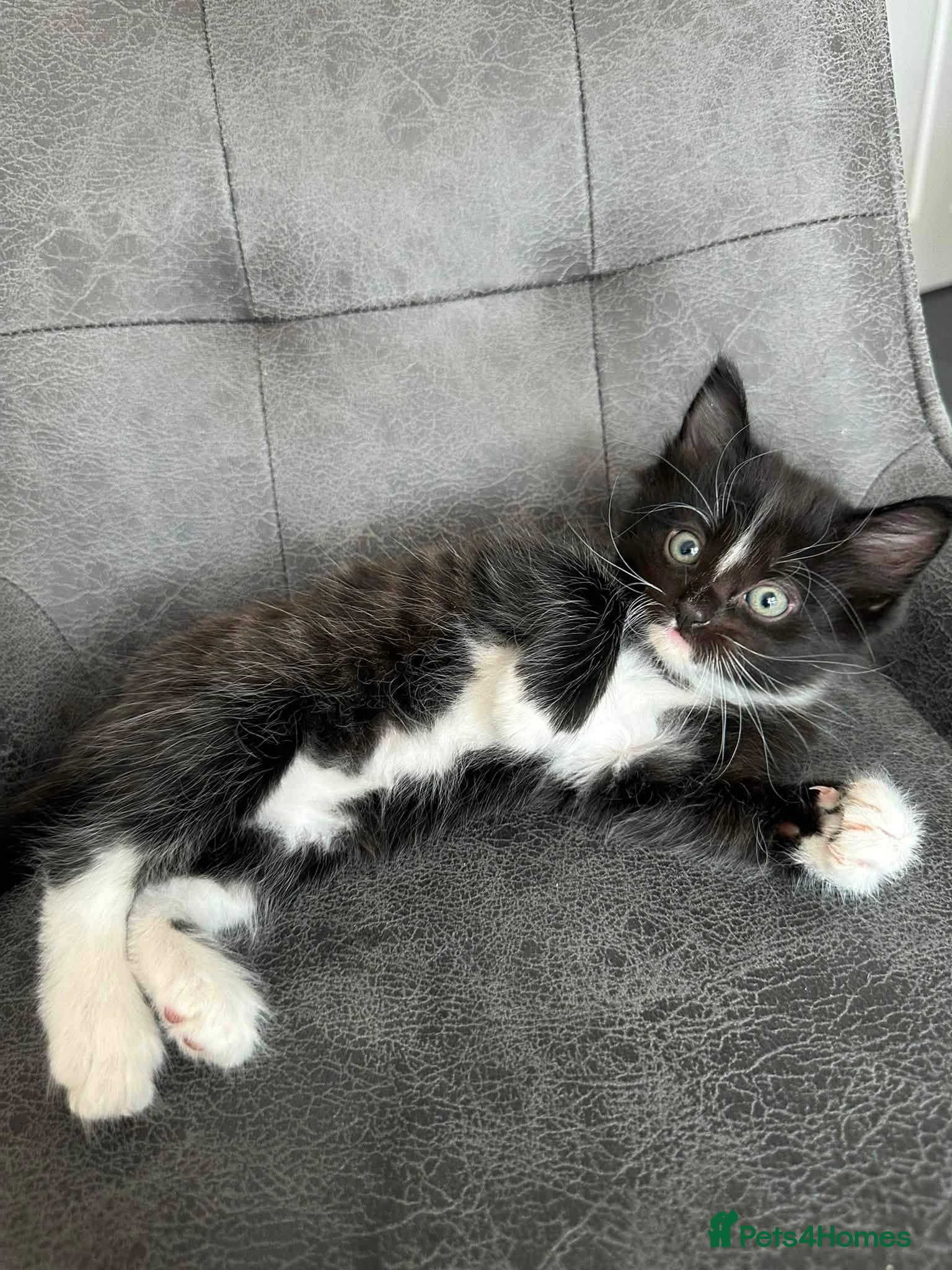 Mixed Breed cats Two Adorable Mixed-Breed Kittens - Advert 4
