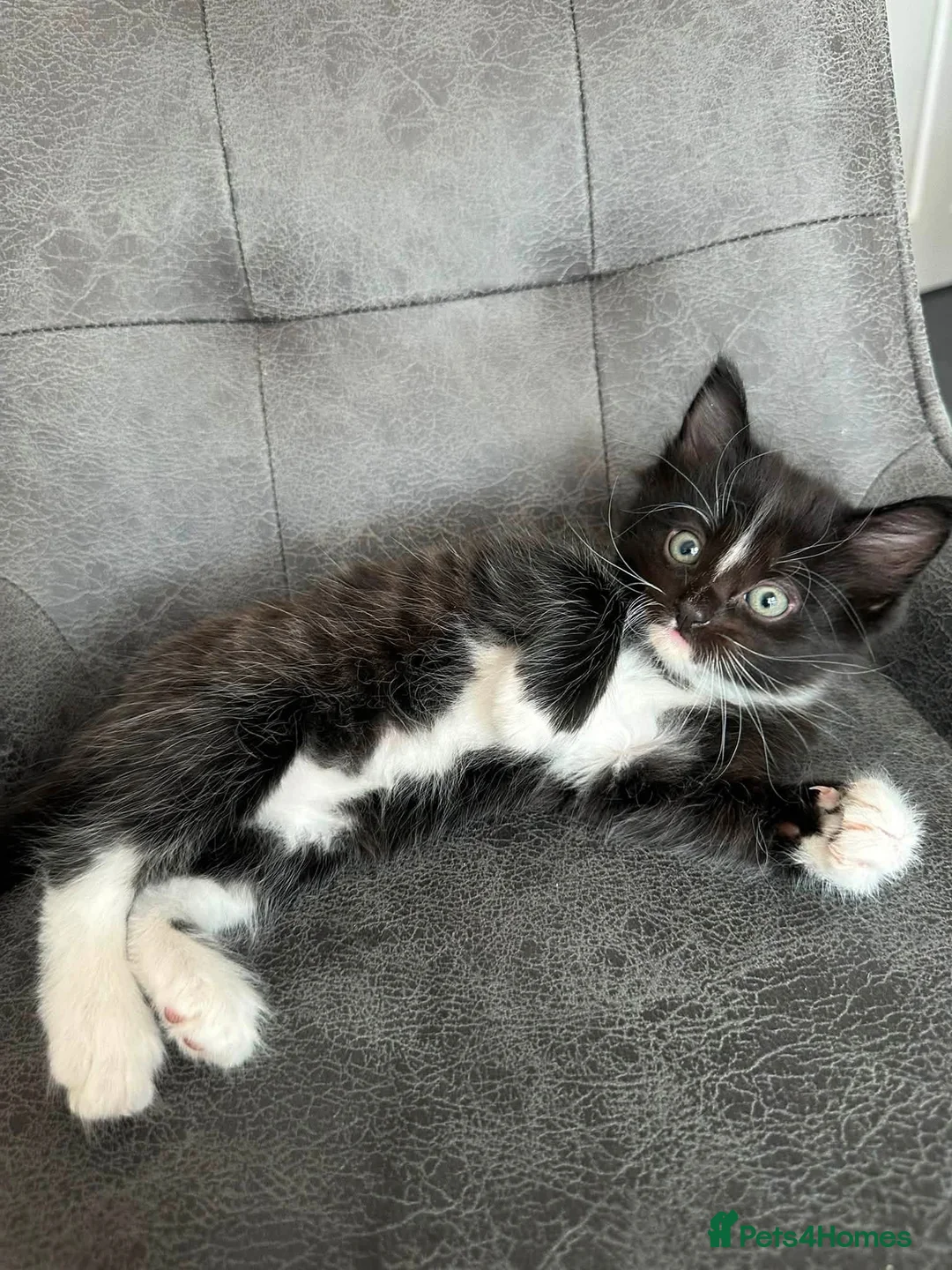 Mixed Breed cats for sale: Two Adorable Mixed-Breed Kittens in Bristol - Advert 1