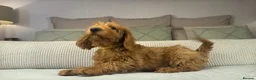 Labradoodle dogs for sale: INSTAGRAM. “OAKWELL RETRIEVERS” HEALTHY HOUNDS - Advert 15