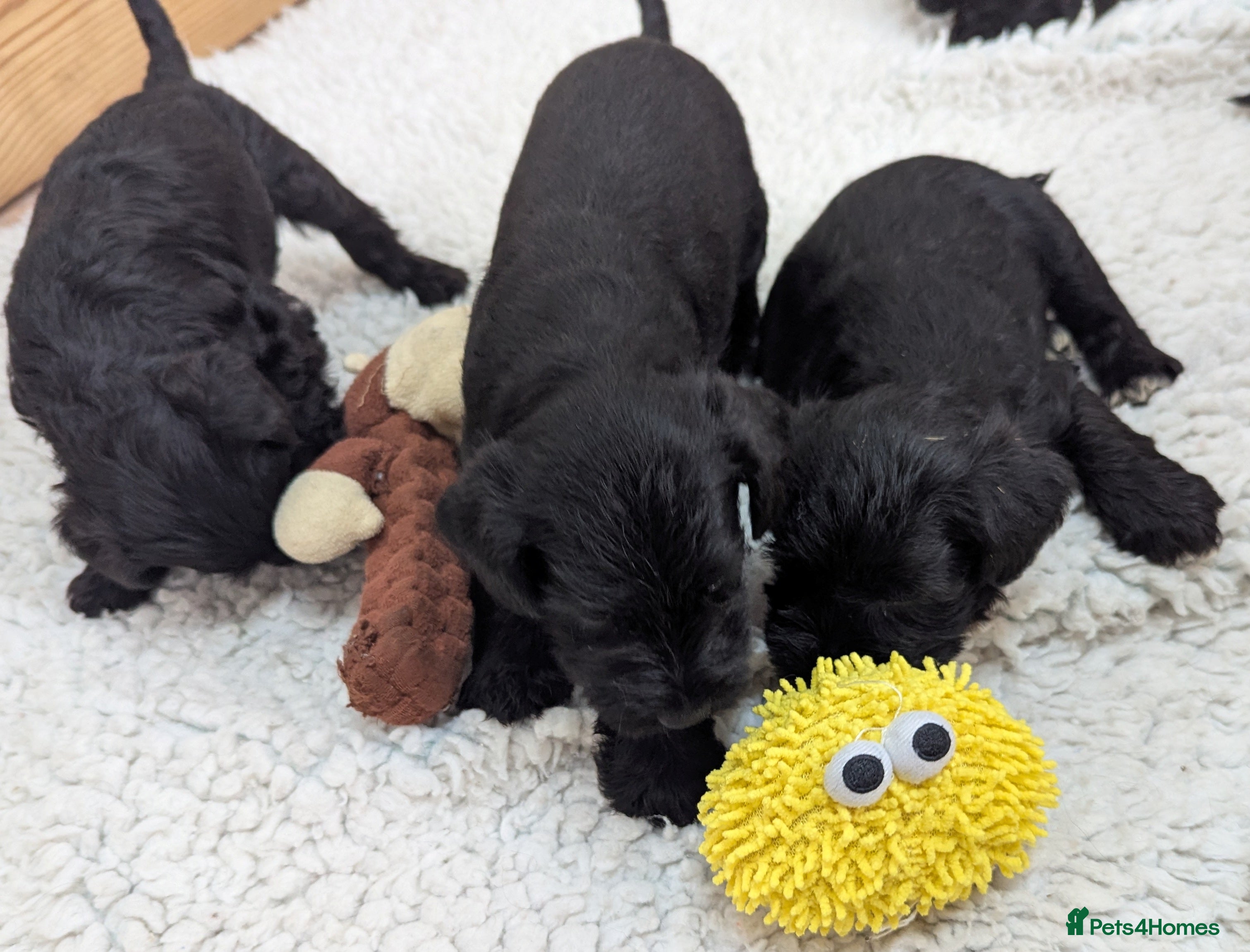 Miniature Schnauzer dogs KC reg'd,Health Tested Miniature Pups 5* Breeder - Advert 2