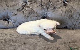 Bichon Frise dogs for sale: Pedigree bichon frise    - Image 9