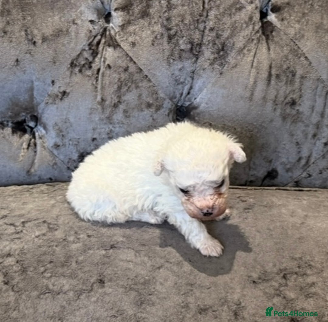 Bichon Frise dogs for sale: Pedigree bichon frise    - Image 9