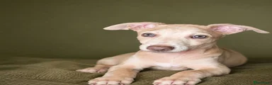 Italian Greyhound 1