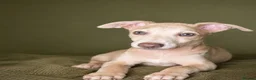 Italian Greyhound dogs for sale: 3/4 Italian greyhound 1/4 whippet - Advert 7