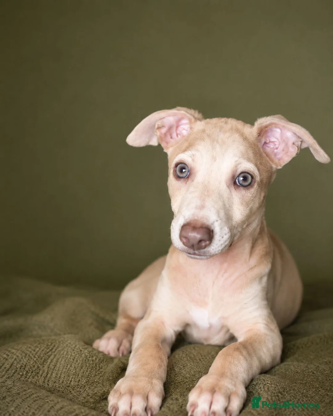 Italian Greyhound dogs for sale: 3/4 Italian greyhound 1/4 whippet - Advert 7